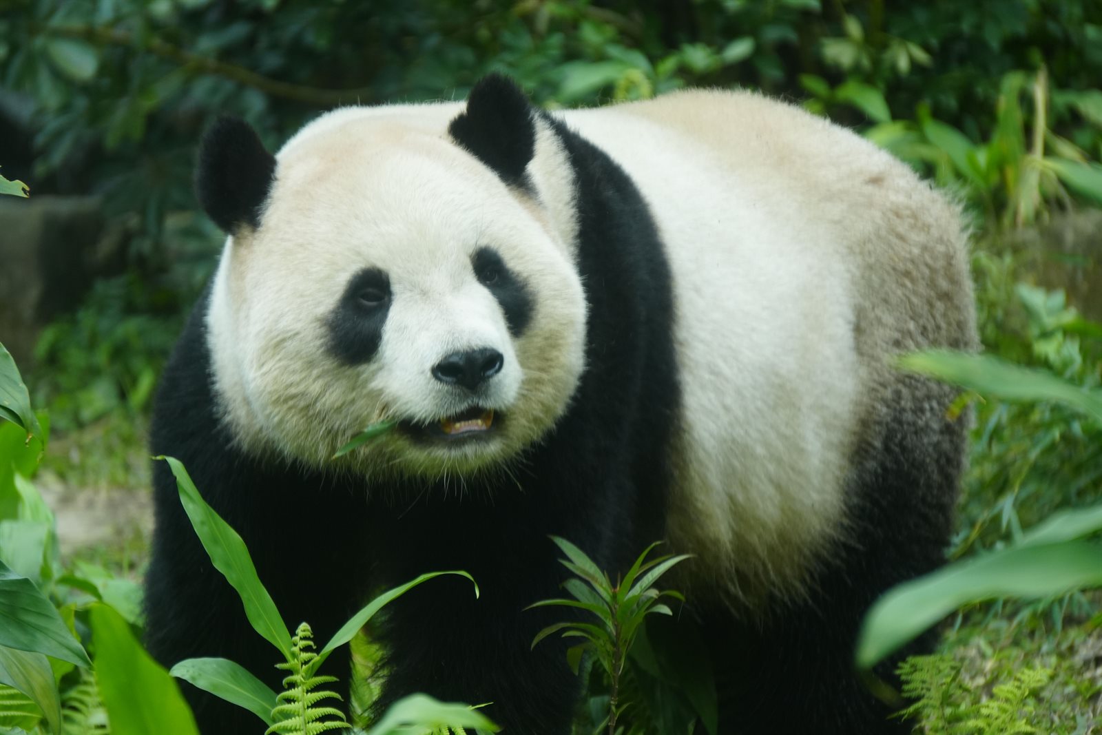 Panda In Chengdu