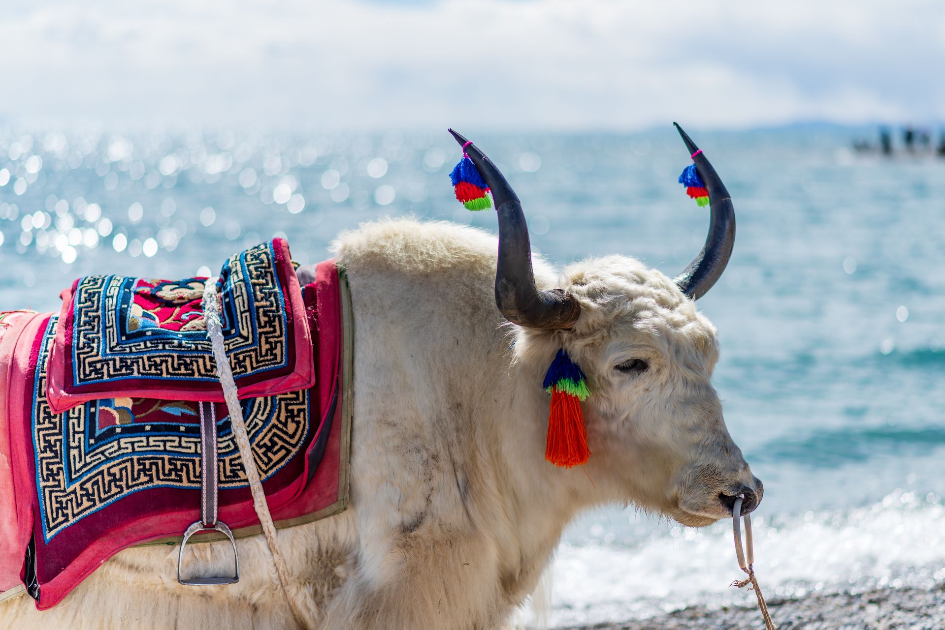 Tibet
