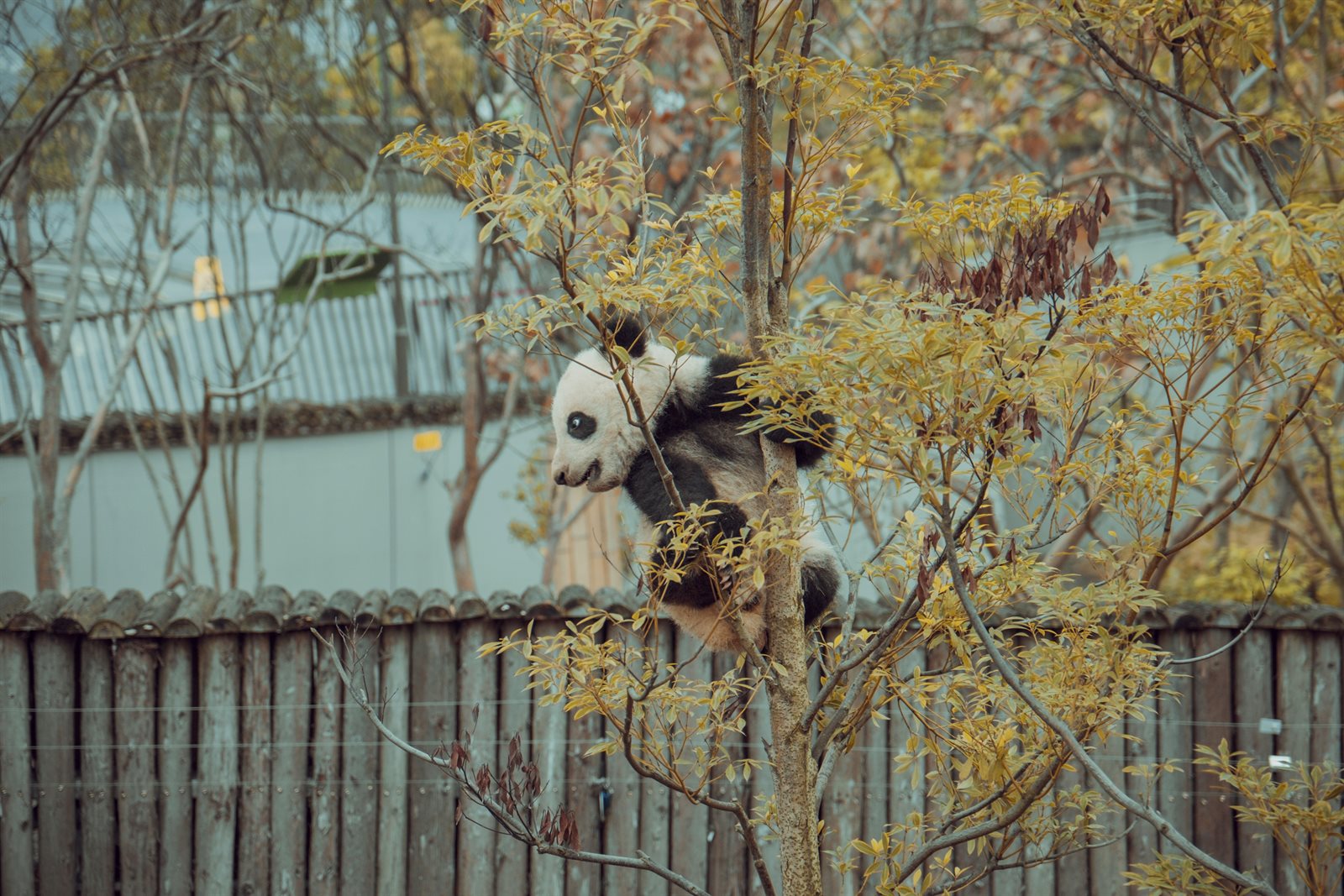 Panda In Chengdu