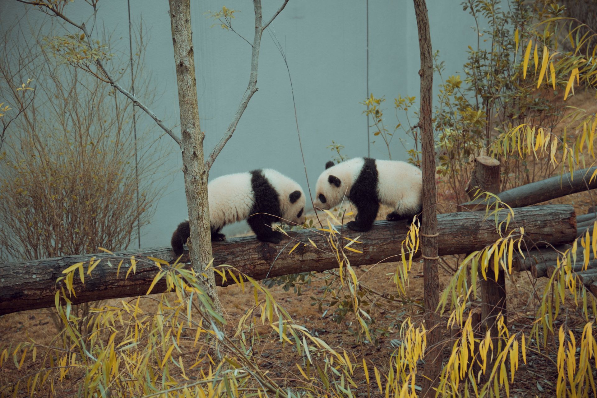 Chengdu