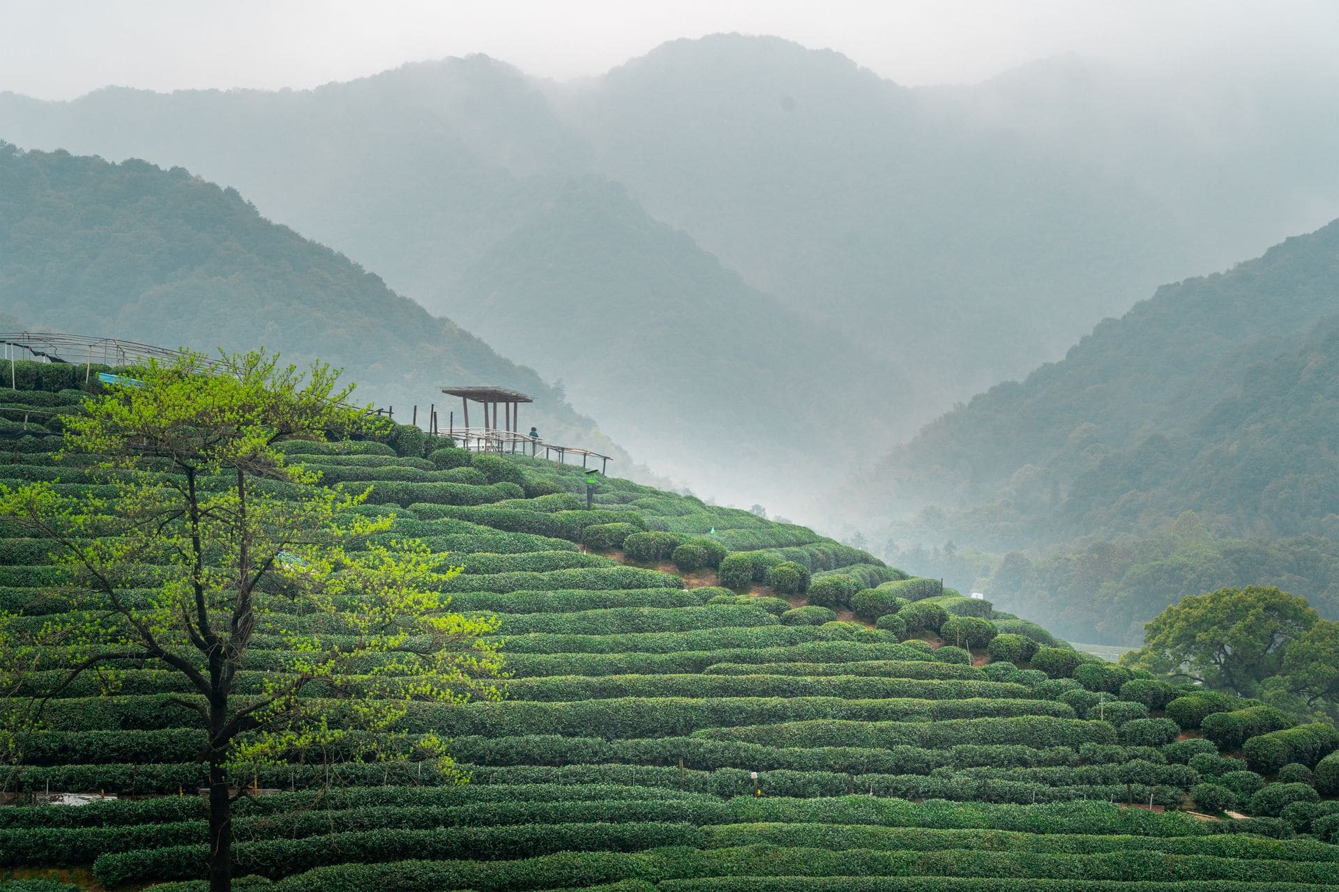 Longjing Tea Plantations