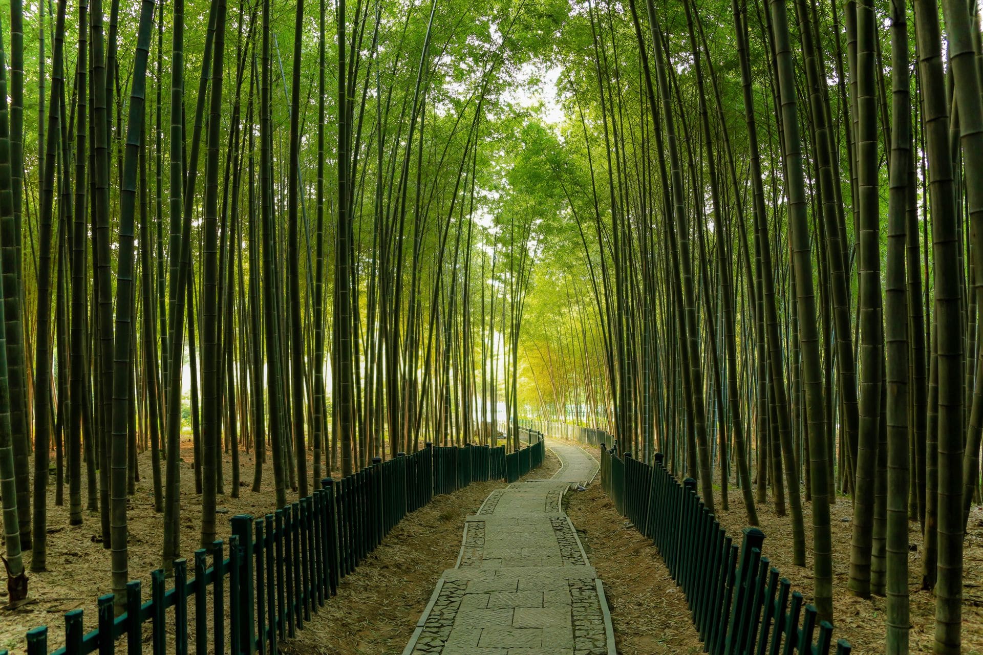 Bamboo forest