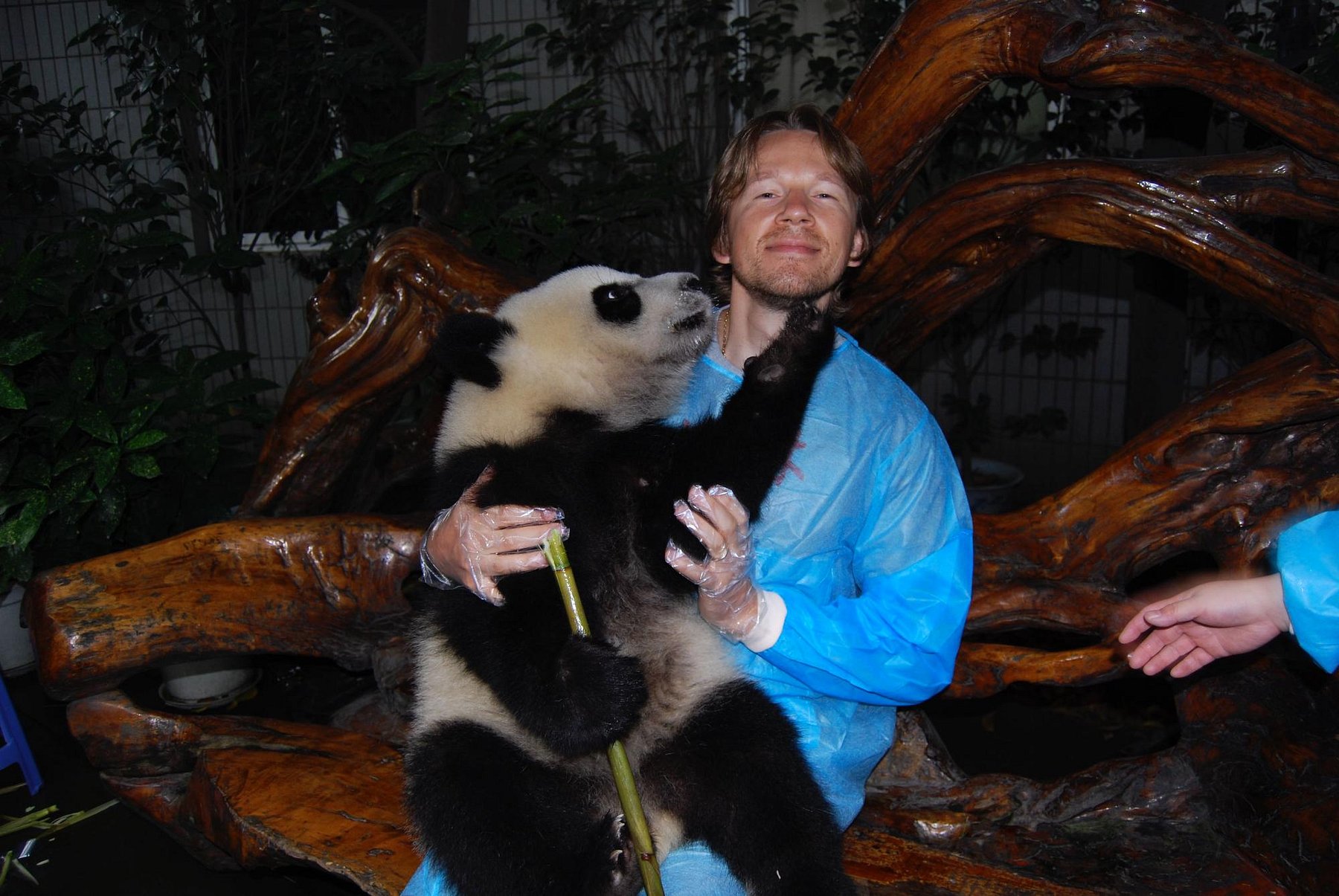 Giant panda in Chengdu