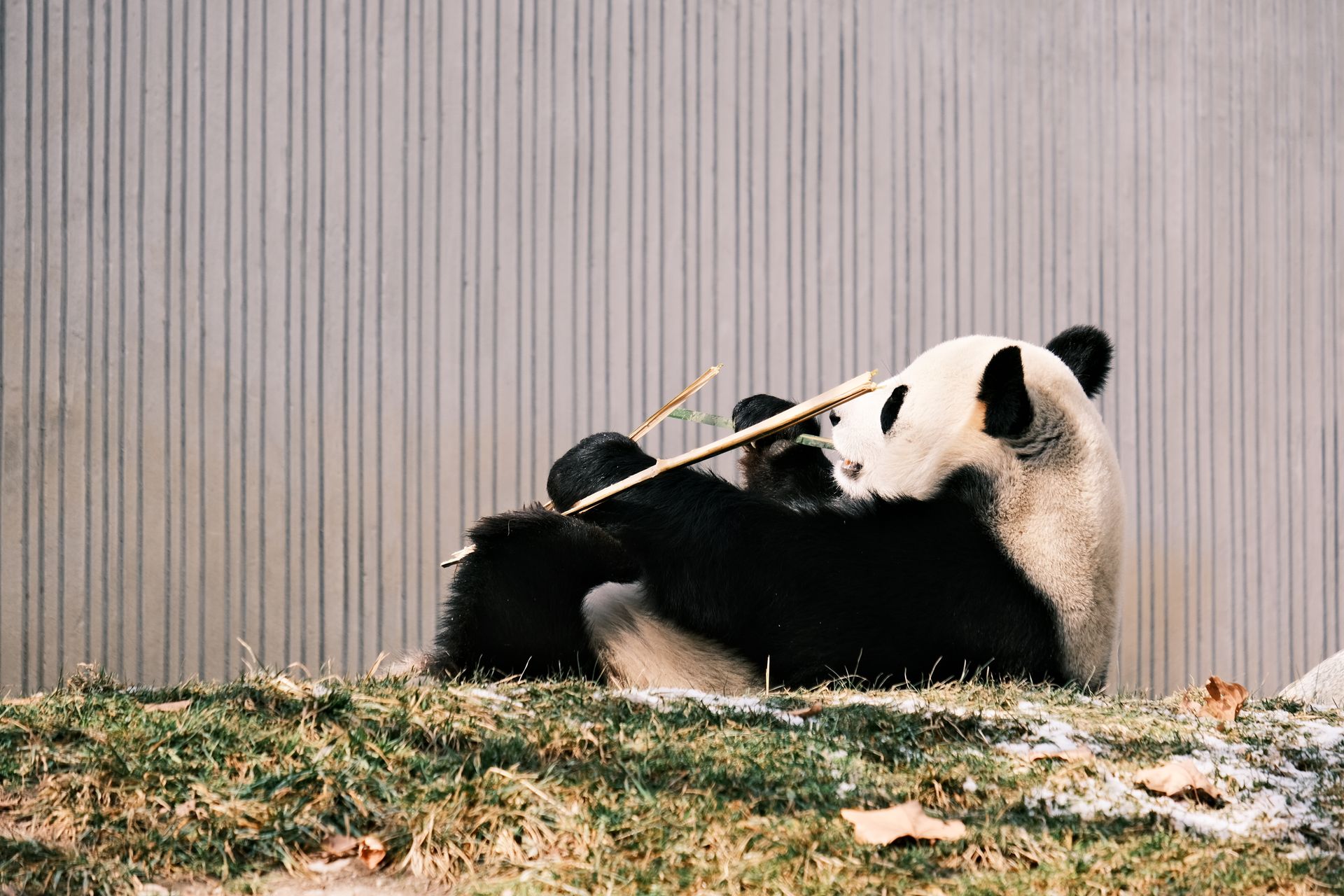 Visitors watching giant pandas at the Chengdu research base