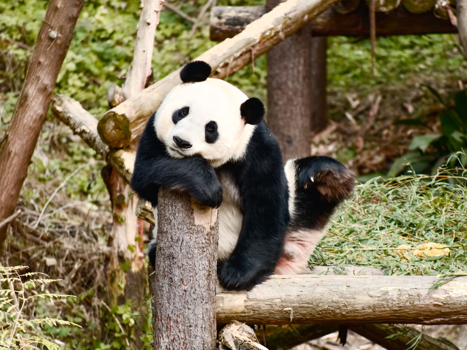 Giant pandas Chengdu