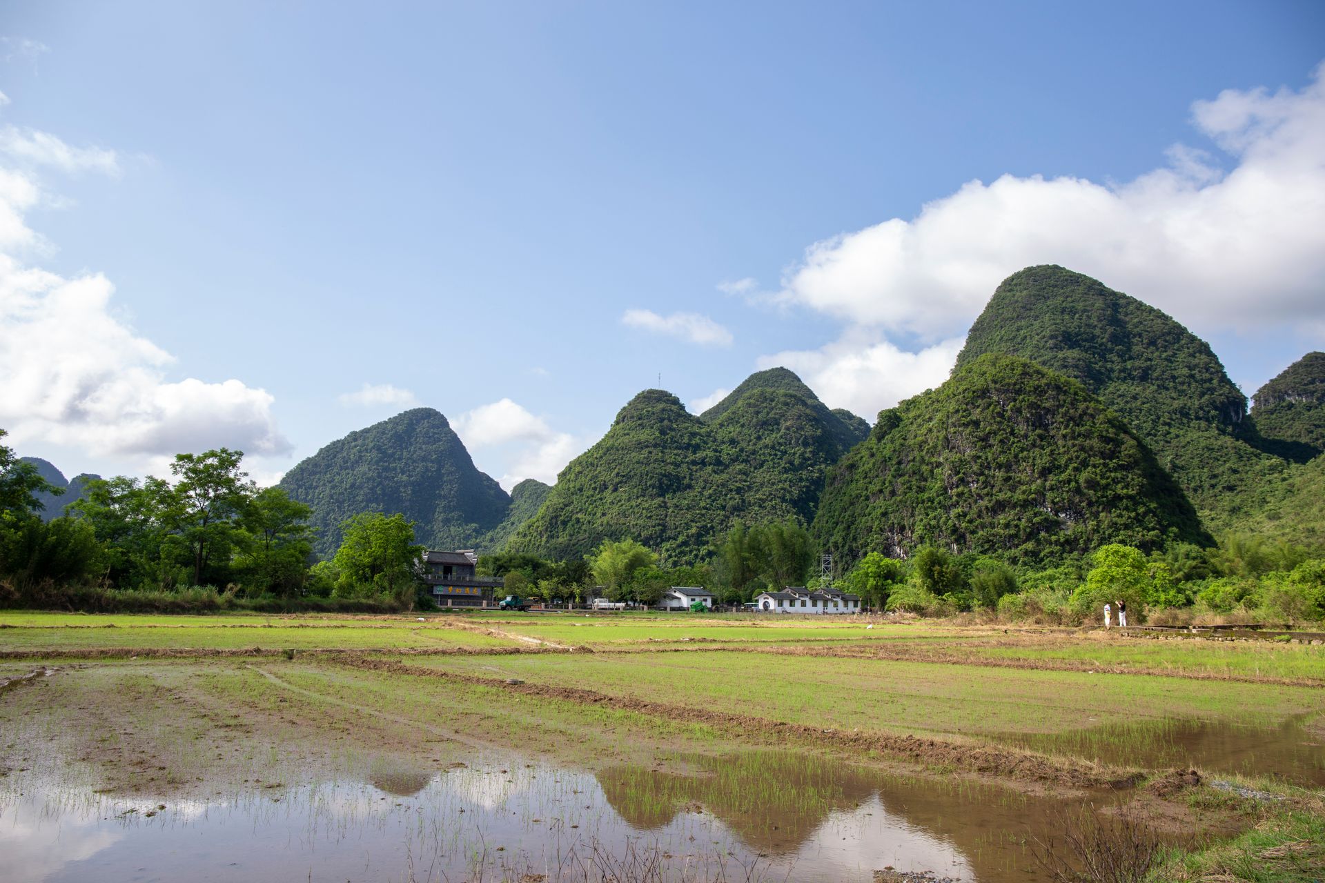 Emerald rice fields with limestone peaks in Yangshuo